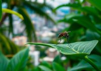 Choroba Zika – objawy, epidemiologia i skutki zdrowotne